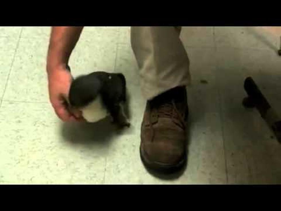A Penguin Being Tickled [Video]