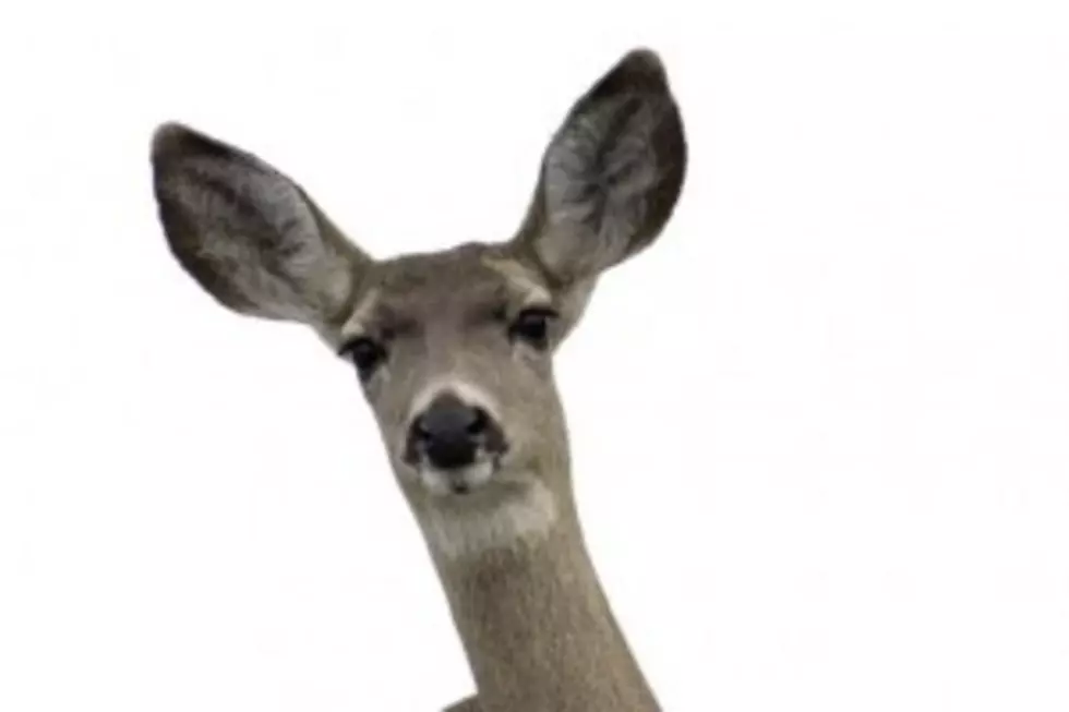 Deer Invades Church [VIDEO]