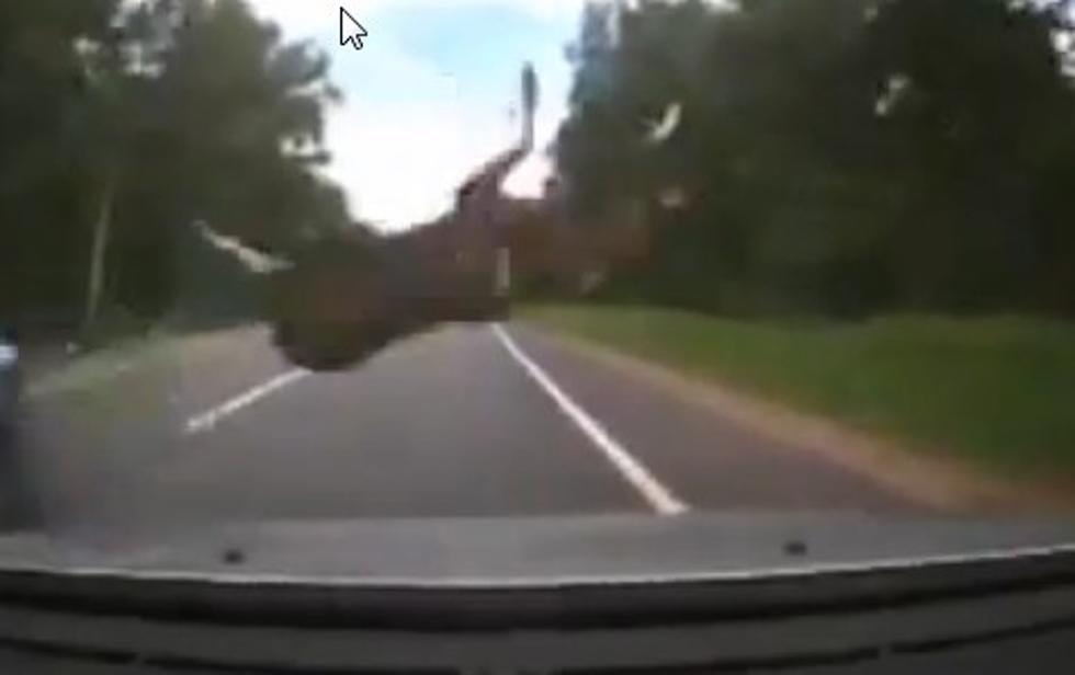 Deer Hit by Two Cars [VIDEO]