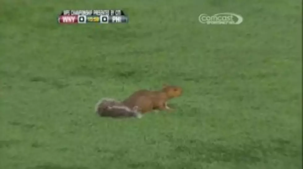 Squirrel Gets Dizzy On Soccer Field [Video]