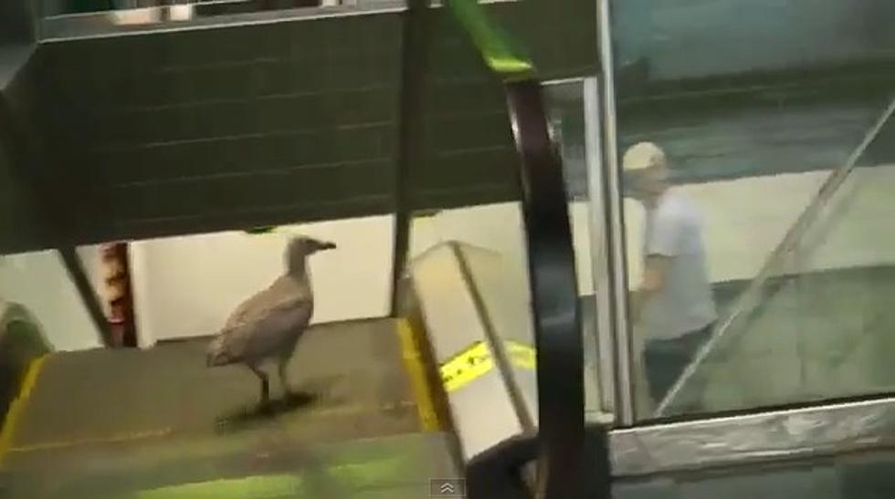 Bird Goes The Wrong Way On Escalator [Video]