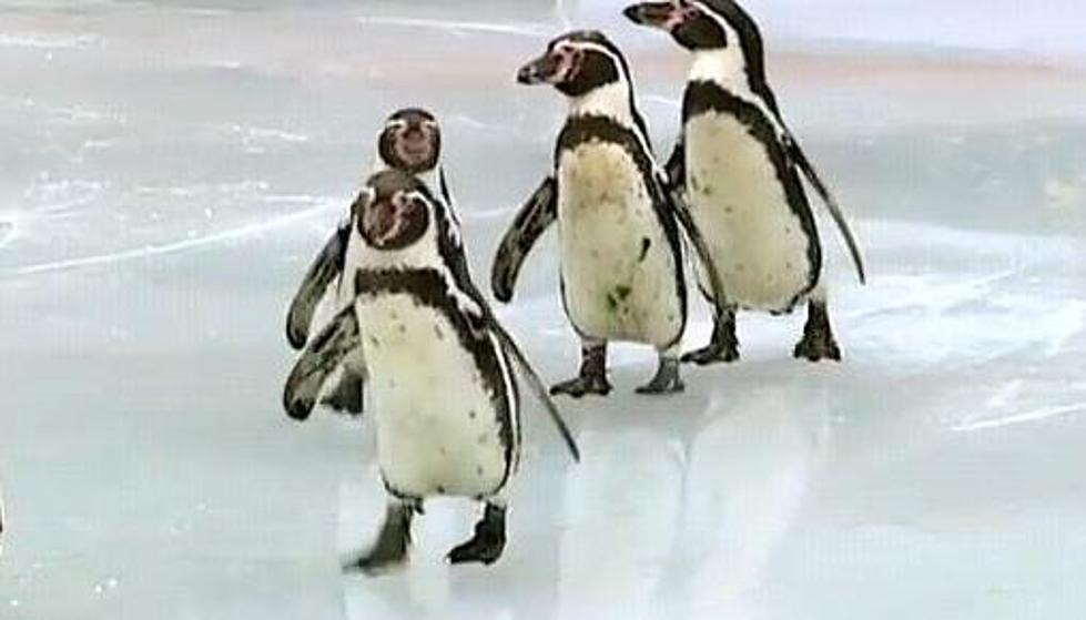 Cute Penguins Go Skating [VIDEO]