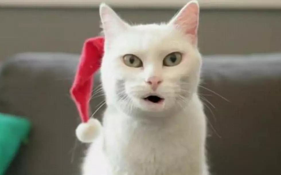 Yodeling Cat In Walmart YouTube Greeting [VIDEO]