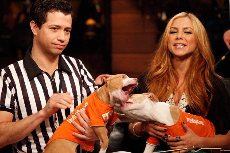 Are You Ready For The Puppy Bowl?