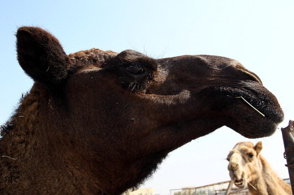 Camel Predicts Super Bowl Winner!