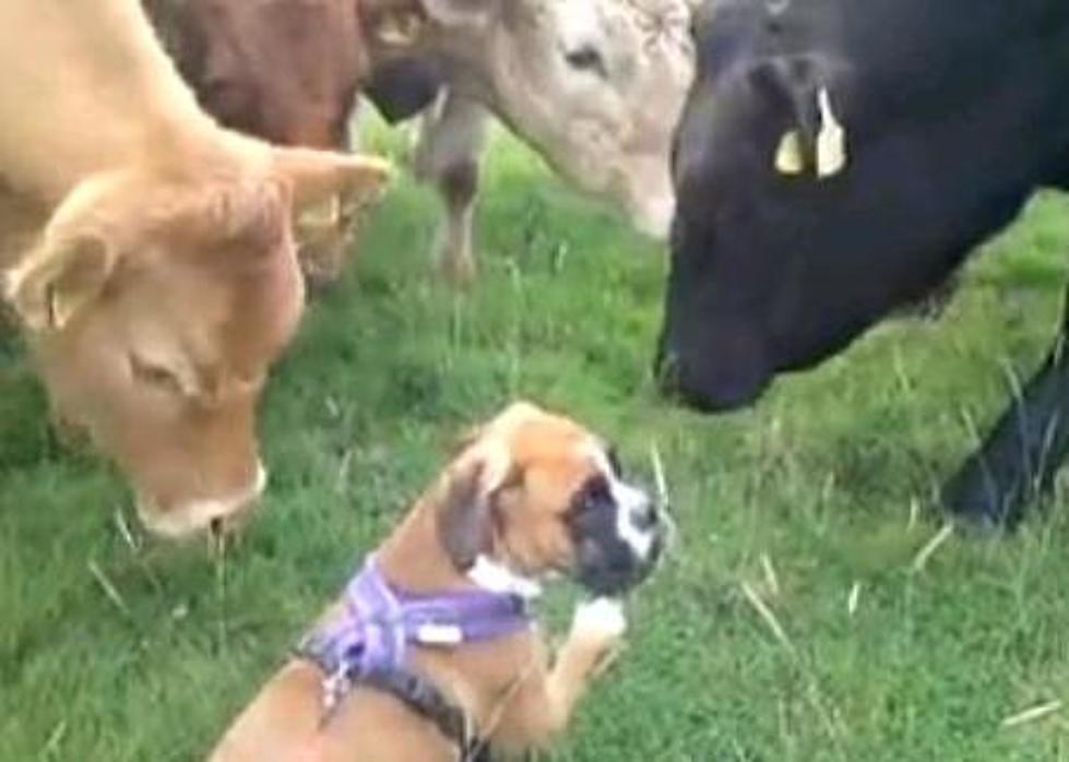 A Herd Of Cows Make Friends With A Dog [VIDEO]