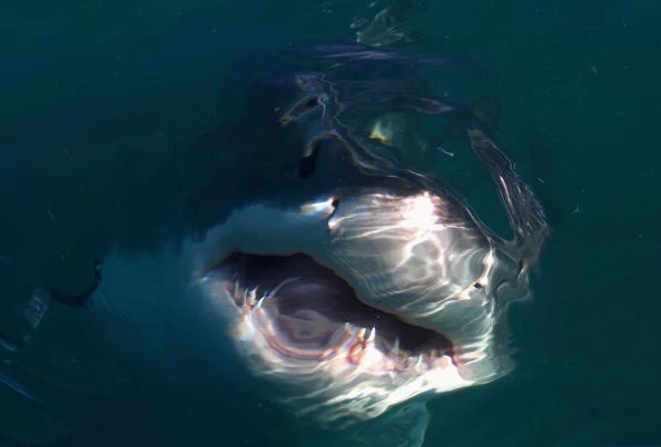 Great White Shark just below the surface of the water