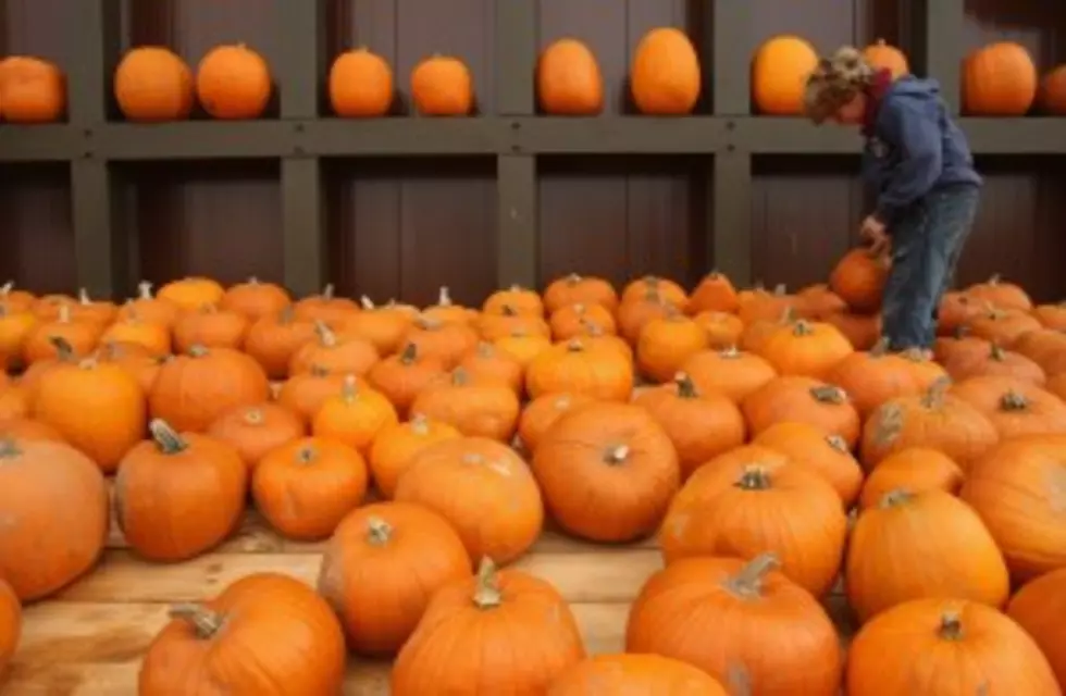 How Much Will You Pay For A Pumpkin?