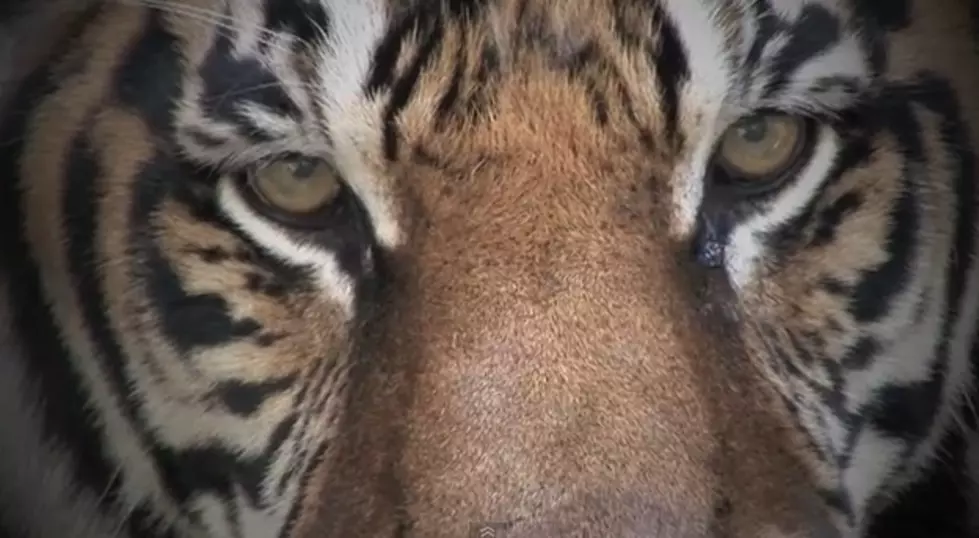 There&#8217;s A Tiger In The Ladies&#8217; Room! [VIDEO]