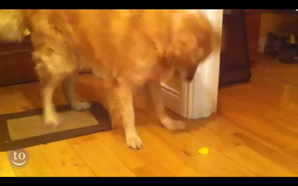 Dogs Vs. Citrus [VIDEO]