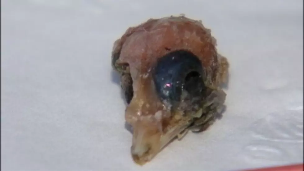 Lady Finds A Baby Bird Skull In Her Spinach [PICTURE]