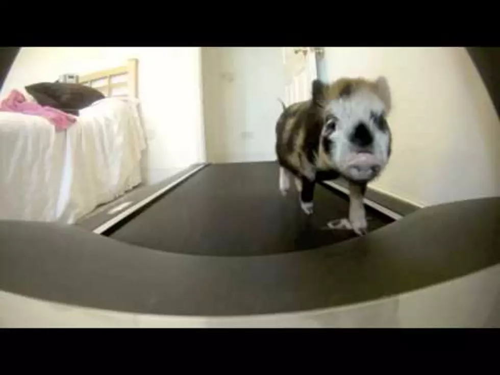 Watch This Little Piggy On A Treadmill [VIDEO]