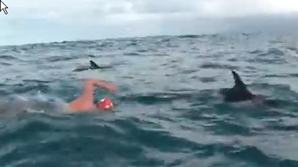 Saved By Dolphins
