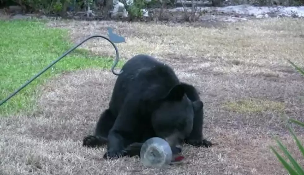 Bears Spotted In West Seneca, Alden Backyards [VIDEO]