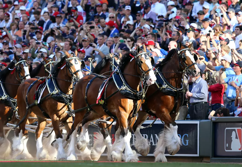 Ride The Budweiser Clydesdales Wagon With The Breakfast Club! [VIDEO]