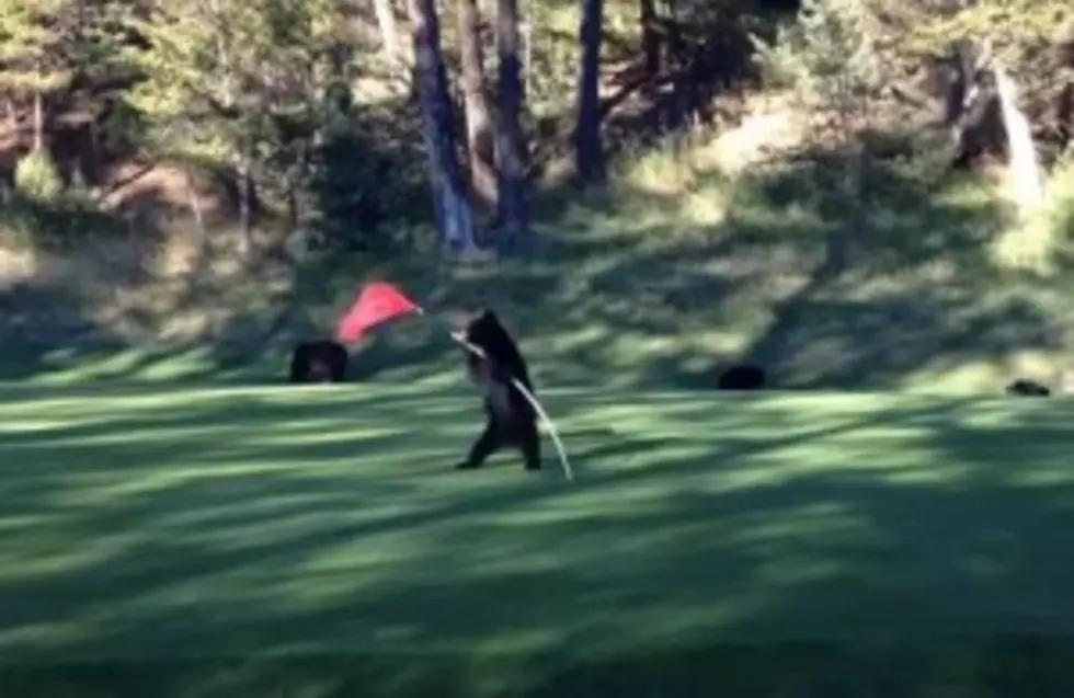 Baby Black Bears On A Golf Course Are &#8220;On Par&#8221; With Cuteness [VIDEO]