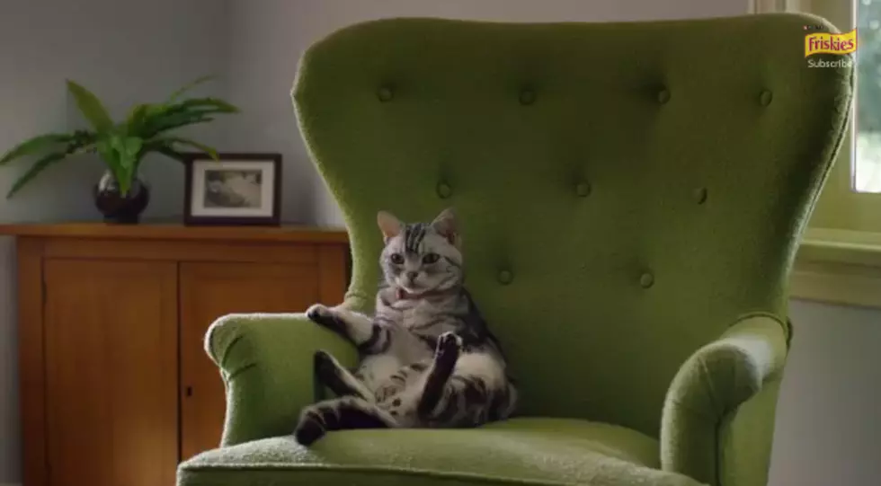This Kitten 2015 Super Bowl Commerical Might Already Be The Best One