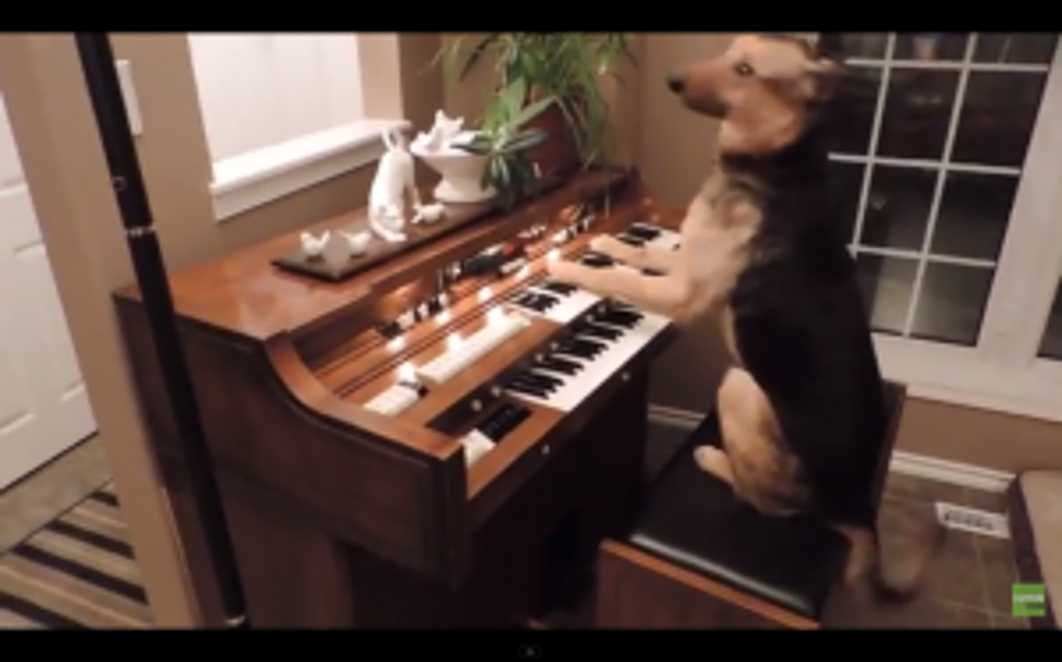 Cute Alert: Rescued Dog Turned Piano Player [VIDEO]