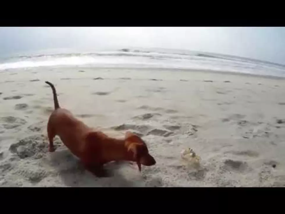 Dog Sees a Crab For the First Time &#8211; Crab Is Terrified