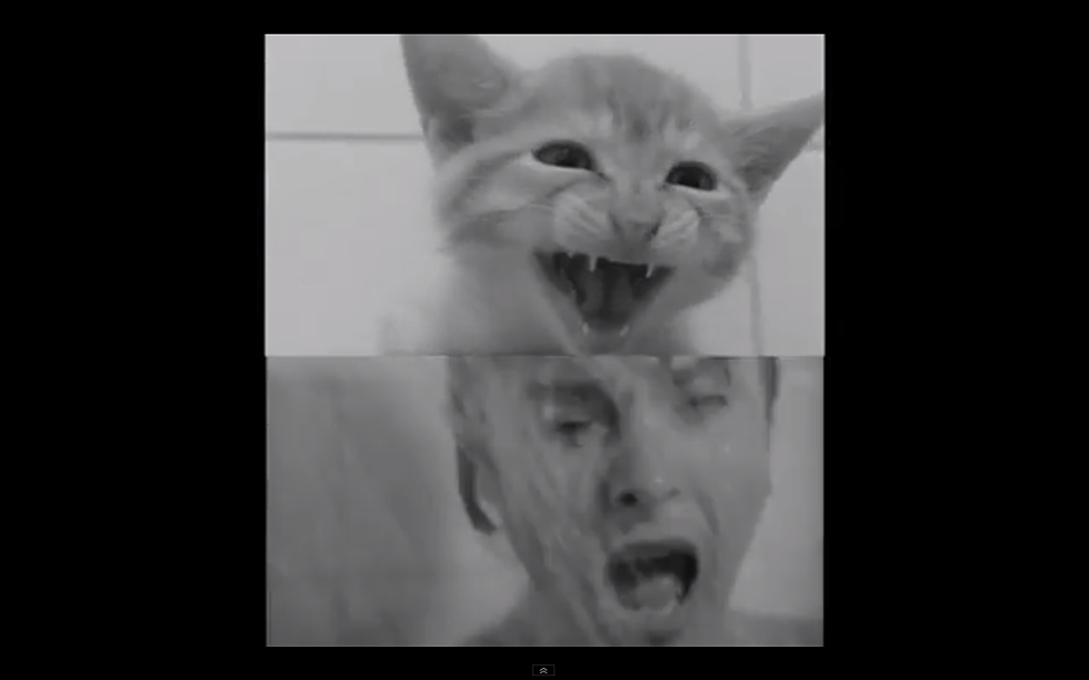 Watch Kittens Recreate the ‘Psycho’ Shower Scene in ‘Psycat’ [VIDEO]