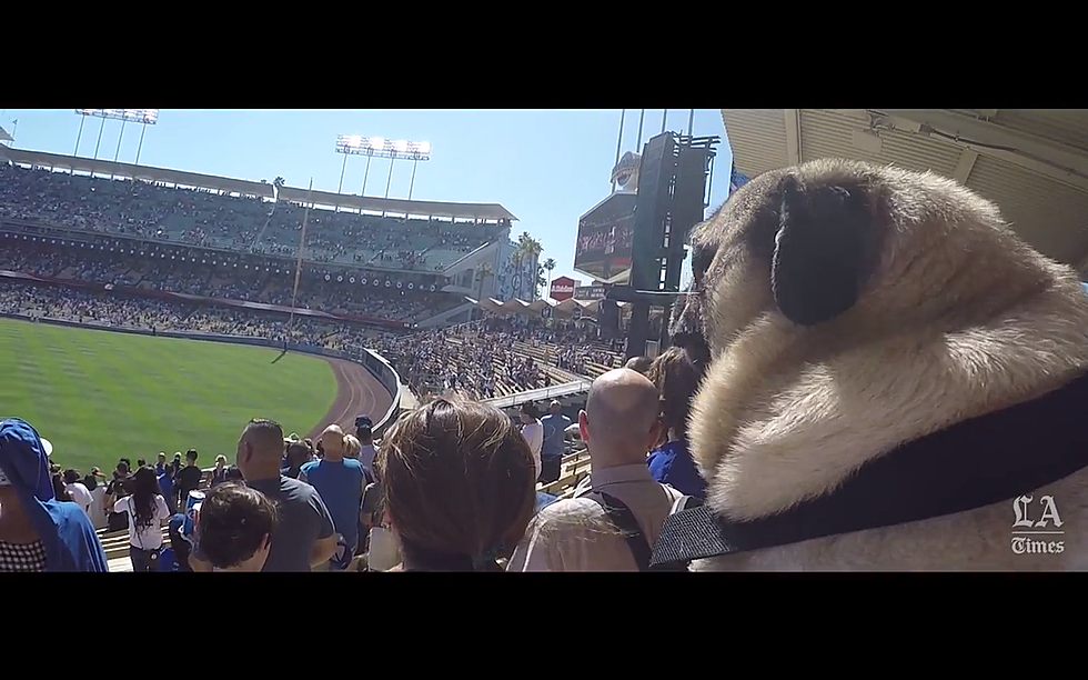 Catch This Pug’s View of ‘Pups At The Park’ at Dodger Stadium [VIDEO]