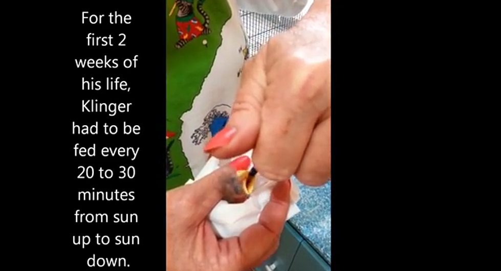 Woman Finds Egg on Sidewalk + This Is What Years and Dedication Did! [VIDEO]