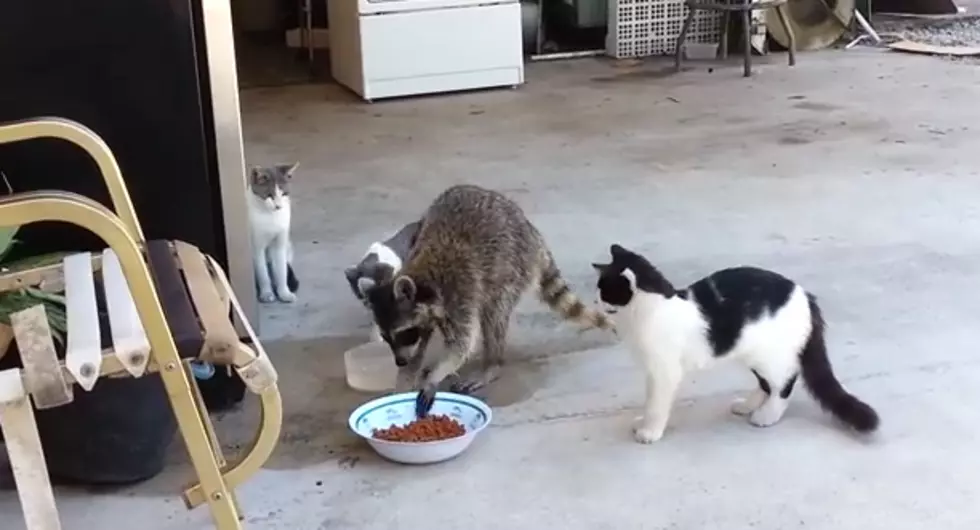 Watch This Raccoon Just Move These Cats Over + Eat Their Food [VIDEO]