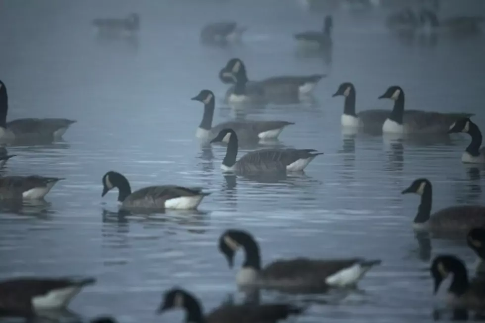 What You Need to Know About the Early Goose Season in New York State