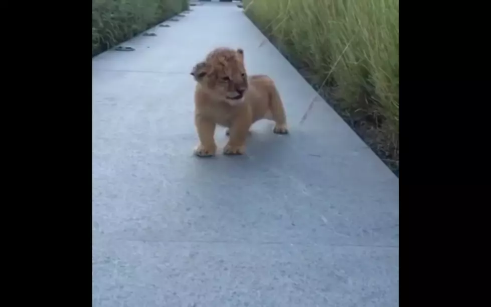 This Little Baby Lion Can&#8217;t Roar and It&#8217;s the Cutest Thing [VIDEO]