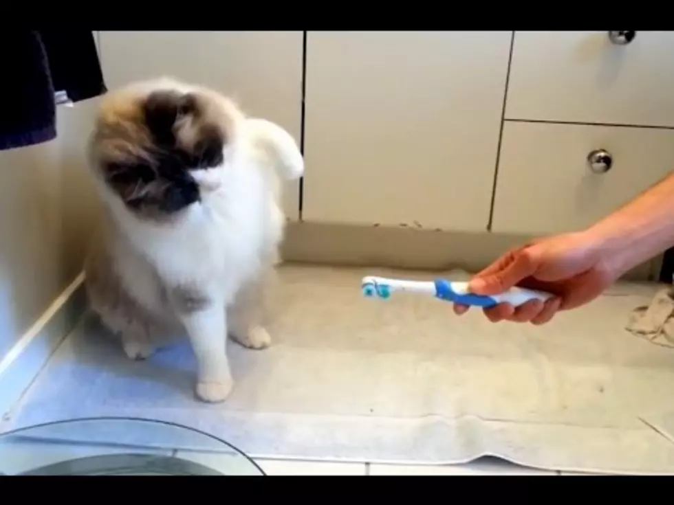 Watch These Cats React To Toothbrushes [VIDEO]