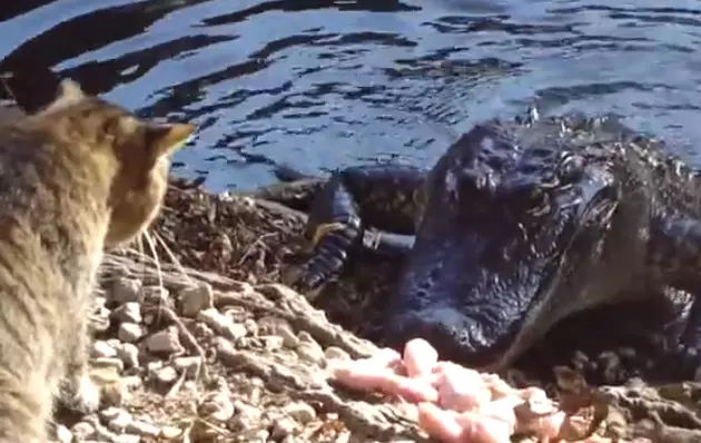 WATCH: Cat vs. Crocodile Could Have Gotten Ugly [VIDEO]