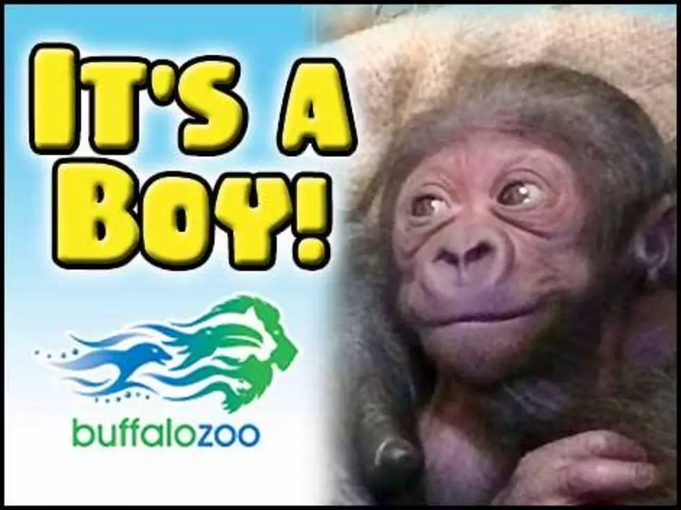 It&#8217;s a Boy! Help Name the New Baby Gorilla at the Buffalo Zoo