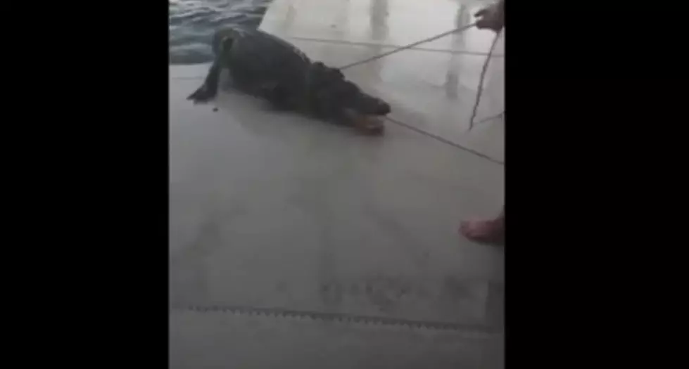 WATCH: Alligator Found at Bottom of Family’s Pool Yesterday [WATCH]