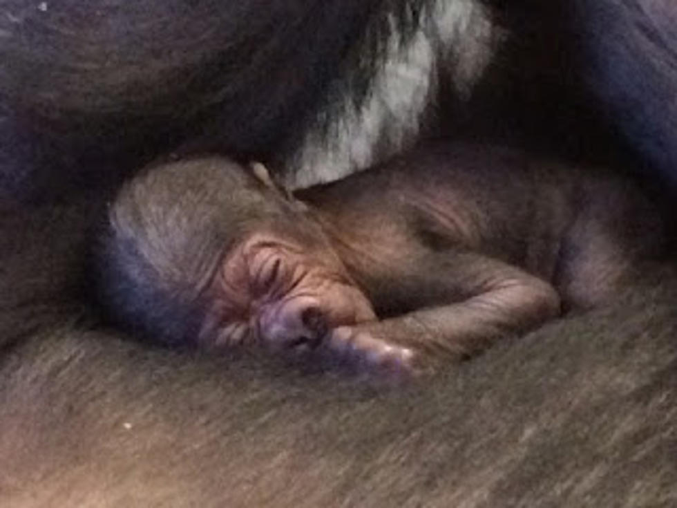 It’s a Boy! Help Name the New Baby Gorilla at the Buffalo Zoo