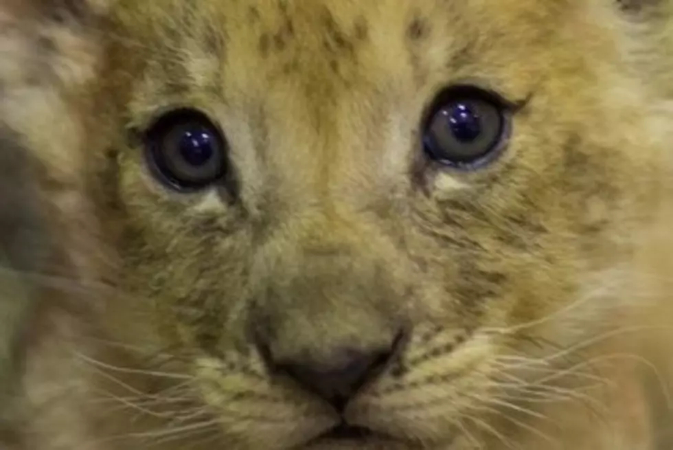 Buffalo Zoo Welcomes African Lion Cub to the Family