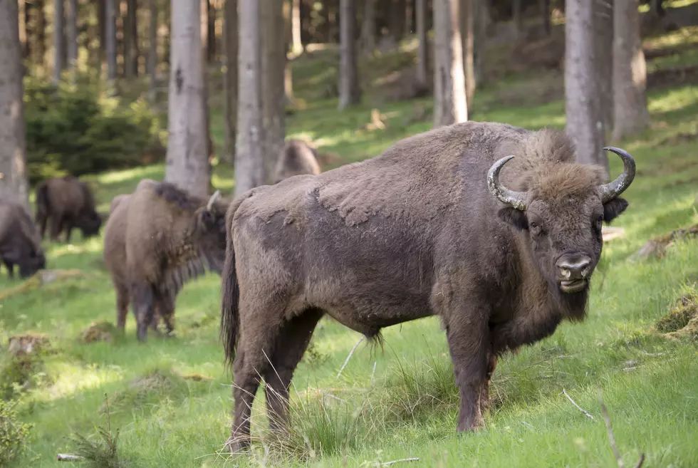 It’s Official! The Bison Is America’s National Mammal