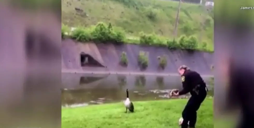 Just a Mother Goose Thanking This Police Officer for Saving Her Babies [VIDEO]
