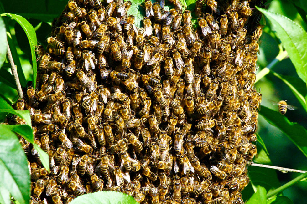 Bees Swarm Car in Williamsville [VIDEO]