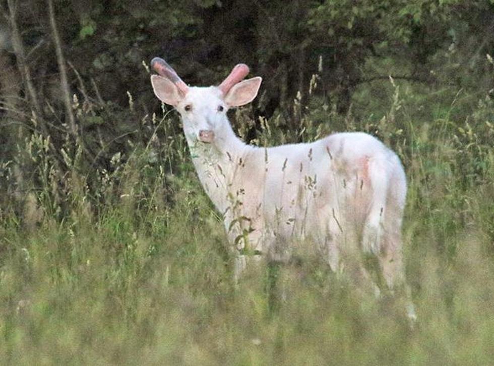World’s Largest Herd of White Deer in WNY – No They Are Not Albino Deer