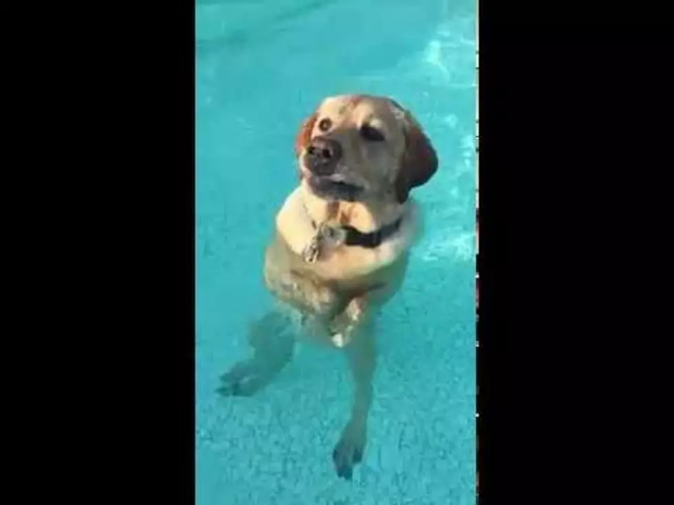 Watch What Happens When This Dog Realizes It Can Stand in the Pool [VIDEO]