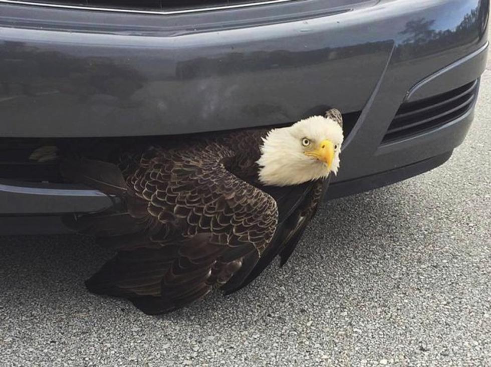 Bald Eagle Finds Cover Inside Of A Car Grill During Hurricane Matthew