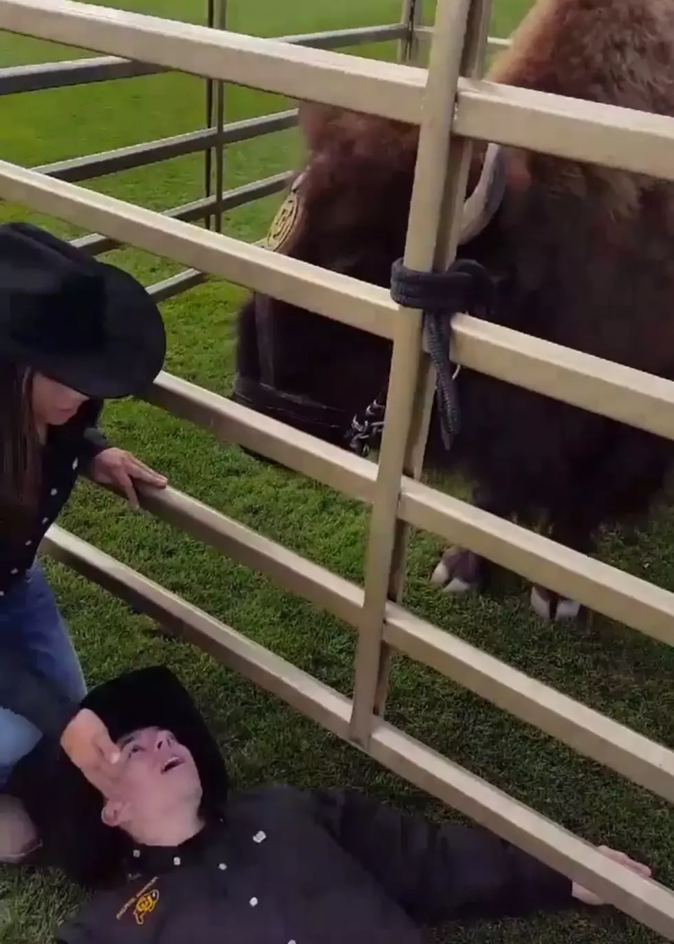 This Is The Best Mannequin Challenge With A LIVE BUFFALO! [VIDEO]