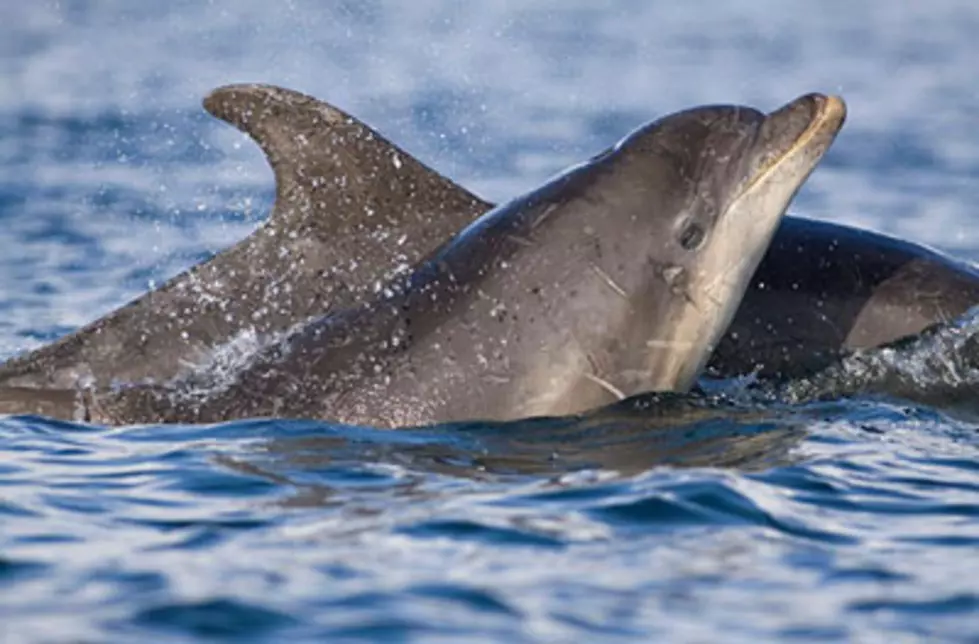 WATCH: Dolphin Bites Girl At SeaWorld [VIDEO]