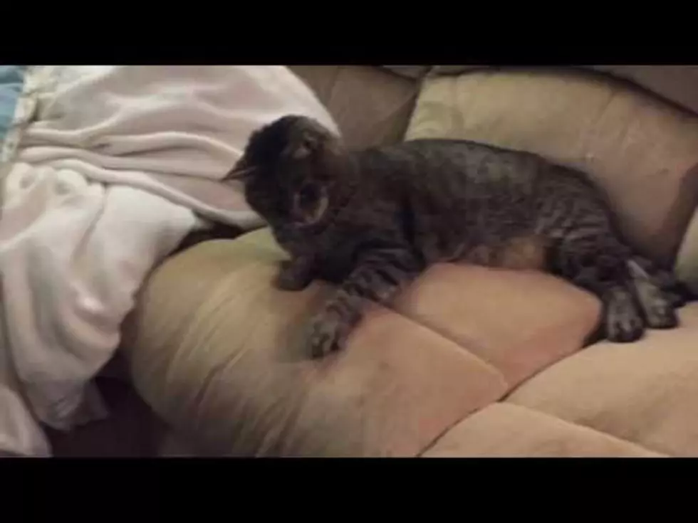 Spartacus The Diabetic Cat Plays Catch With Liz [VIDEO]