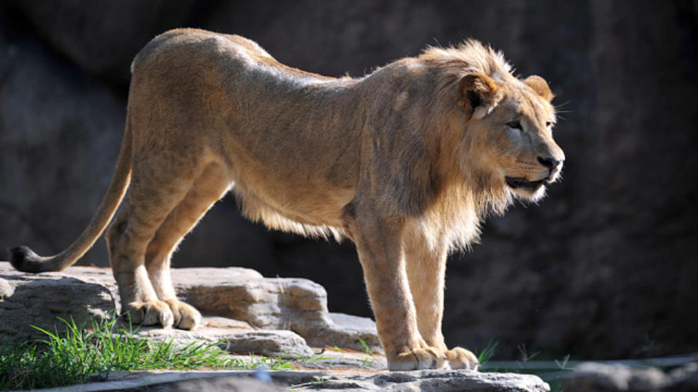 WATCH: Deer Jumps Into Lion Exhibit At Zoo [VIDEO]