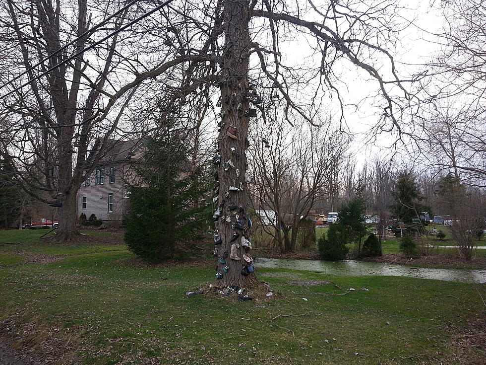 Amherst Shoe Tree Questions Answered