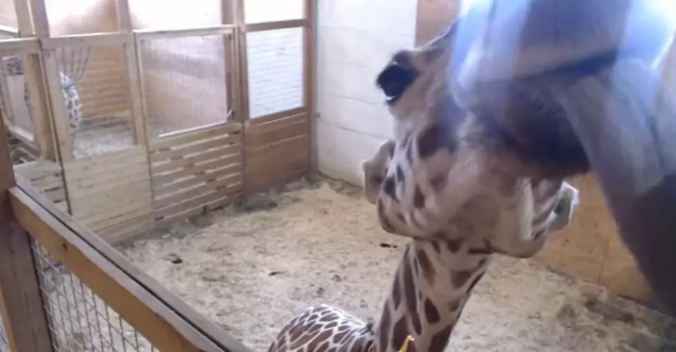 If You’re Waiting For April The Giraffe To Have Her Baby, You May Be Mad