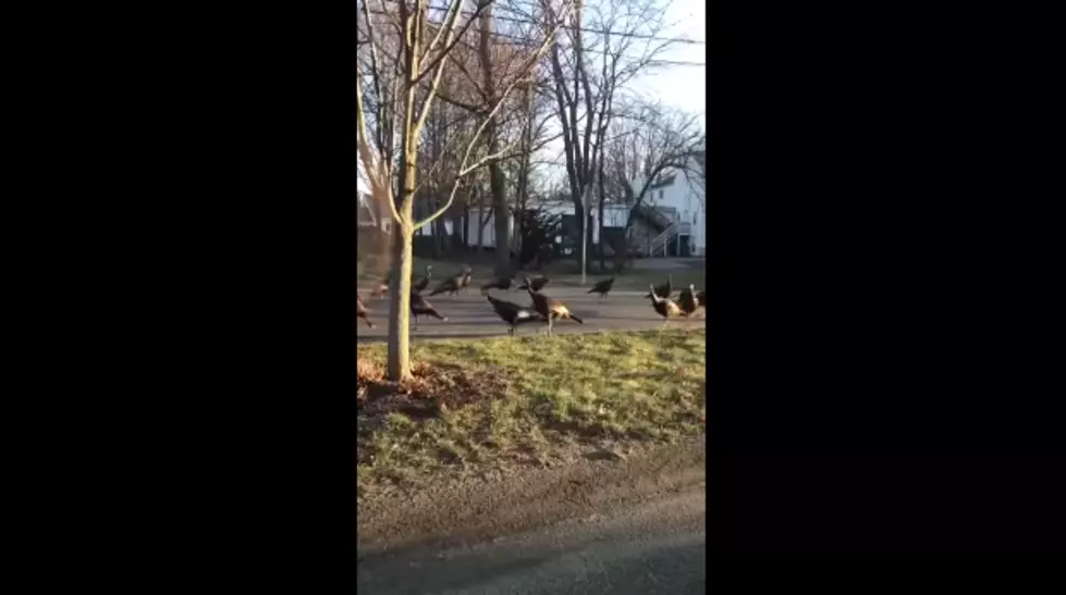 Look: These Turkeys Hold A Funeral Service For A Dead Cat [VIDEO]