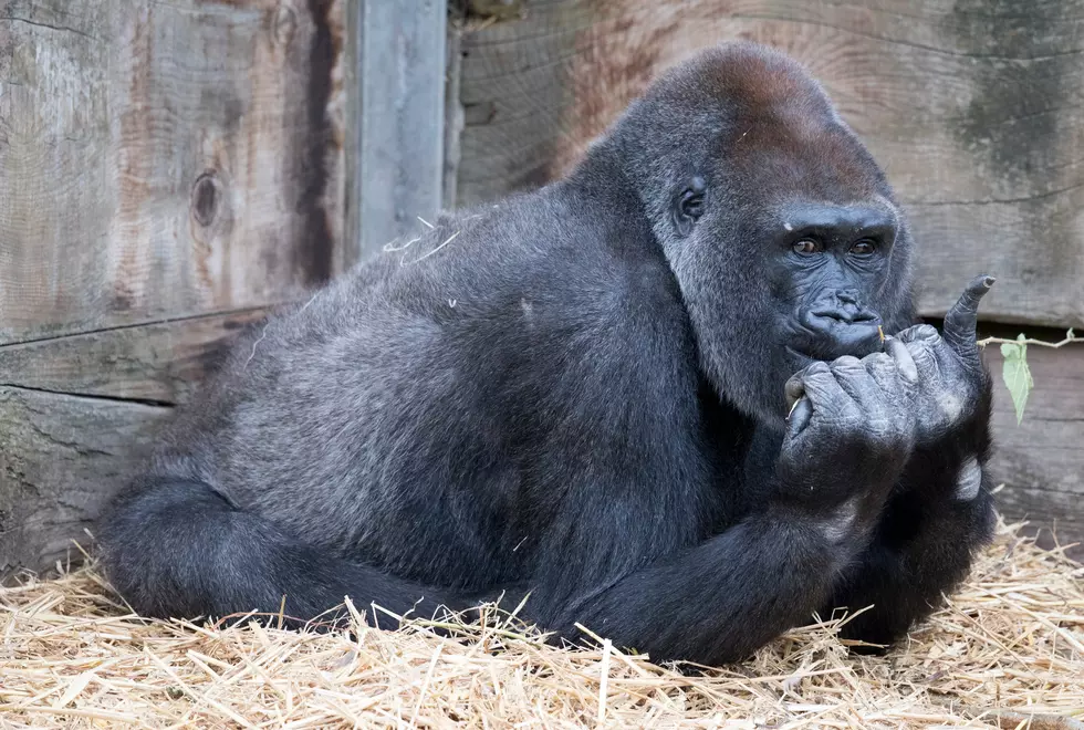 Gorilla Escaped + Bit Zookeeper At Buffalo Zoo Is Wild, Crazy Story