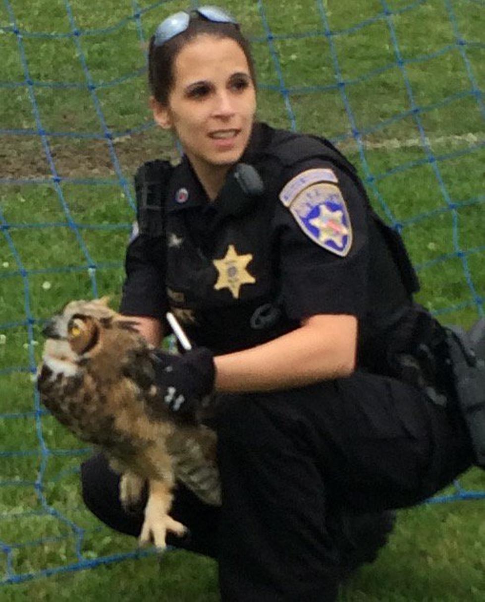 Erie County Sheriff Deputy Rescued an Owl [PHOTO]